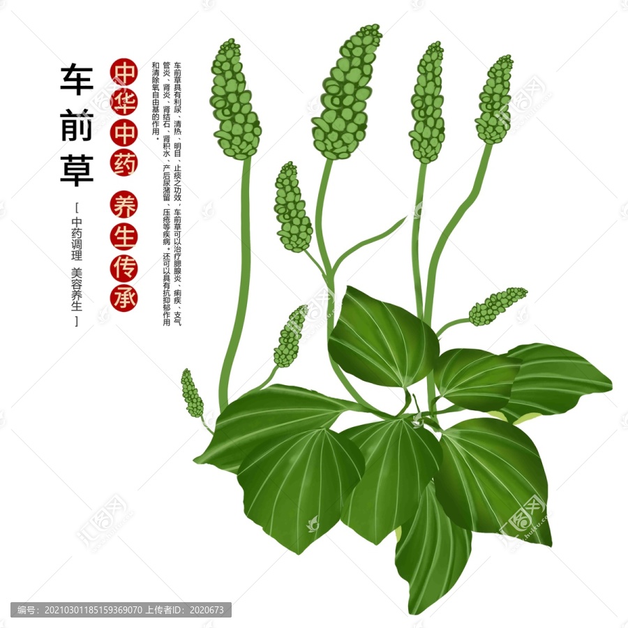 車前草