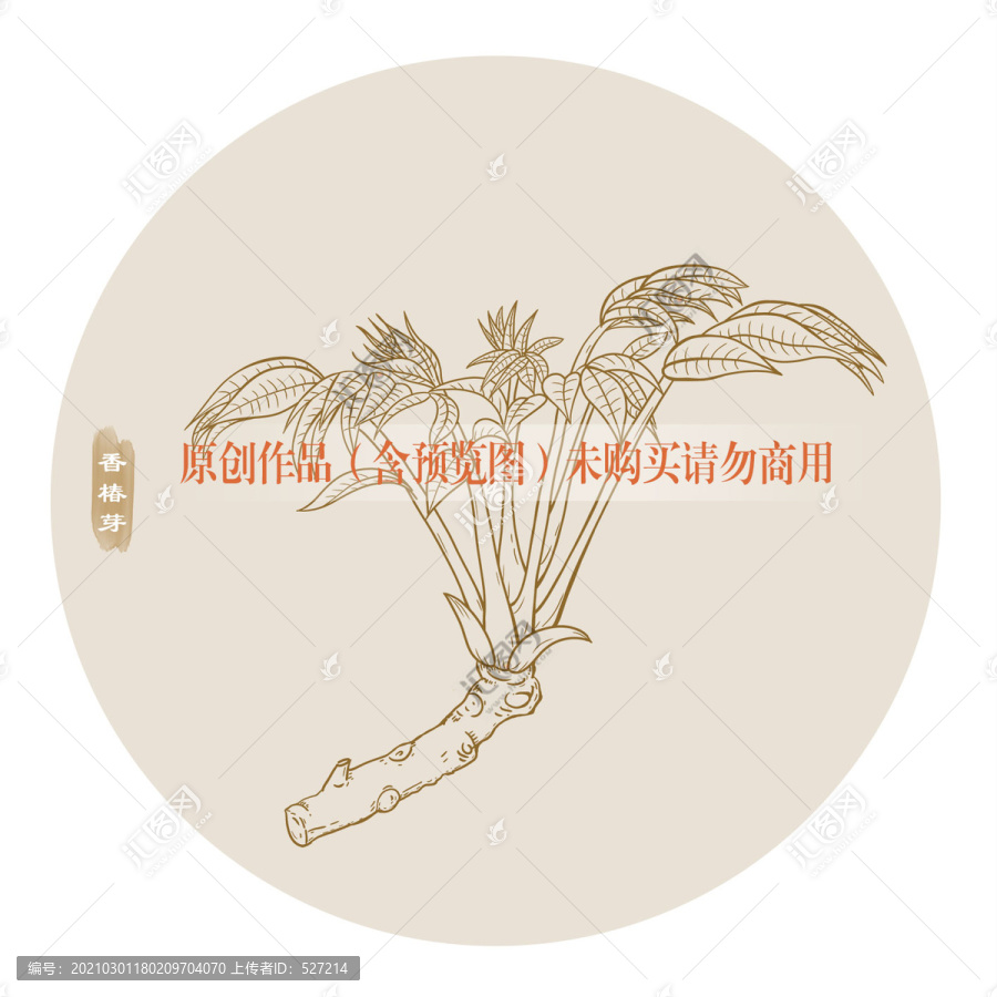 香椿芽線描