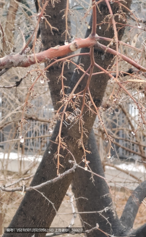 雪水珠