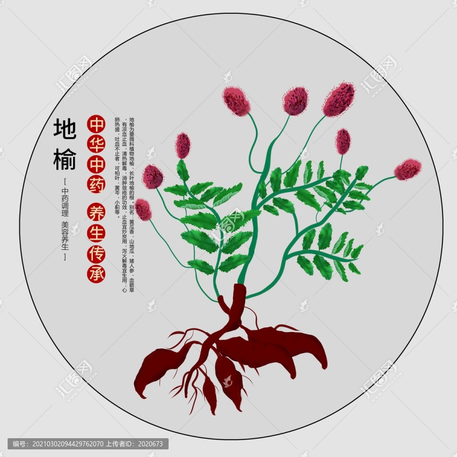 黄瓜香地榆