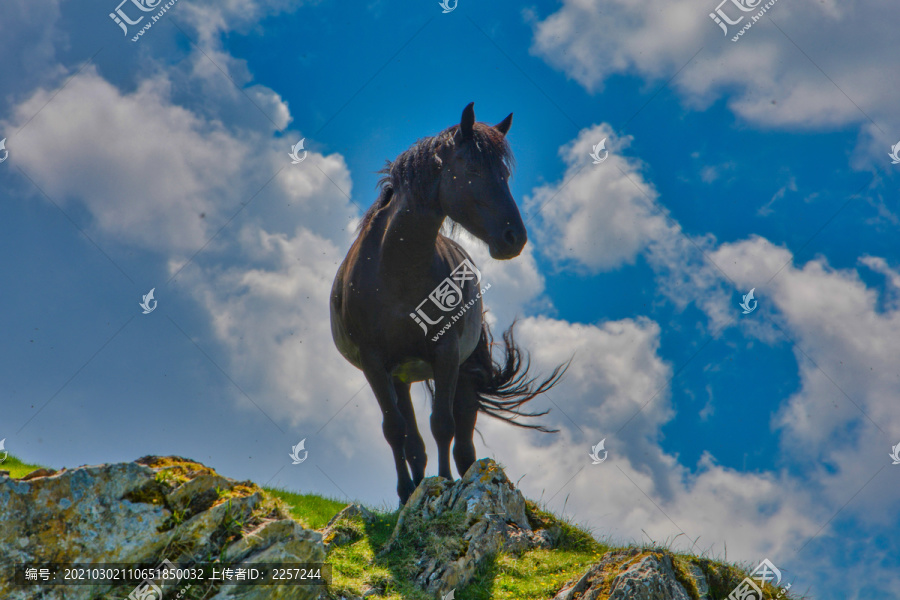 野馬駿馬-匯圖網(wǎng) www.fosd68.com 野馬駿馬