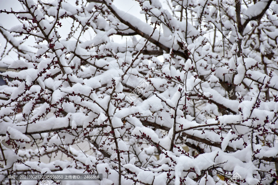 樱桃花雪