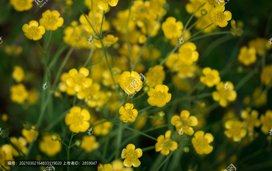 黄花