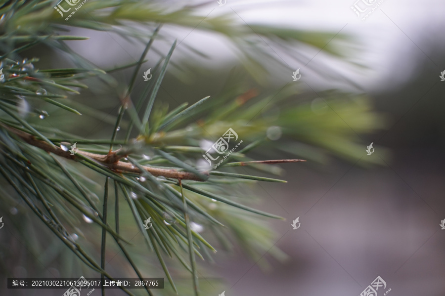 雨后松树