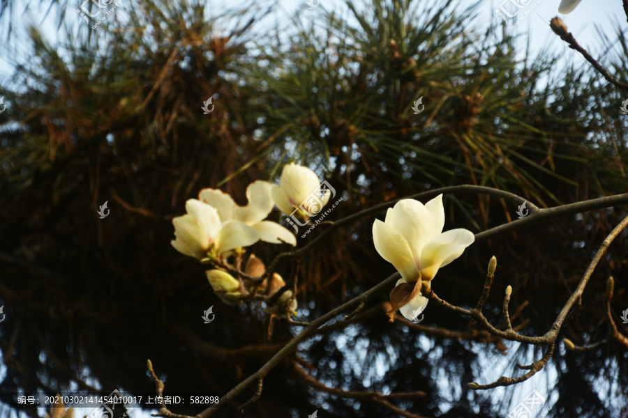 玉兰花与松枝