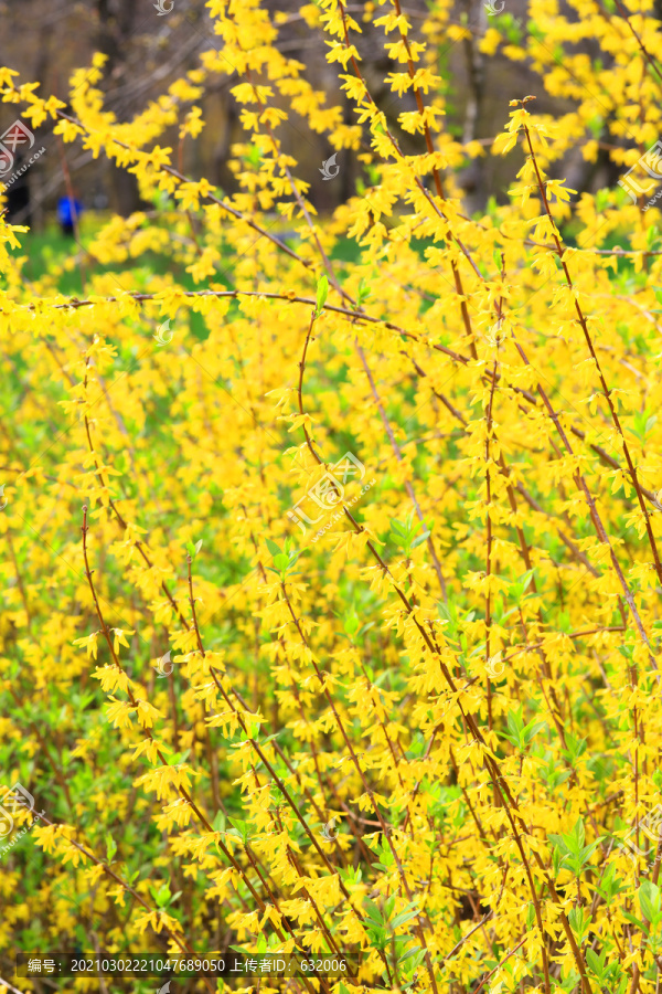 武汉东湖樱花园