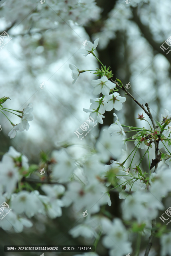 盛开的樱花