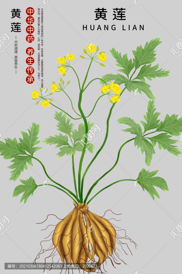 手繪黃蓮