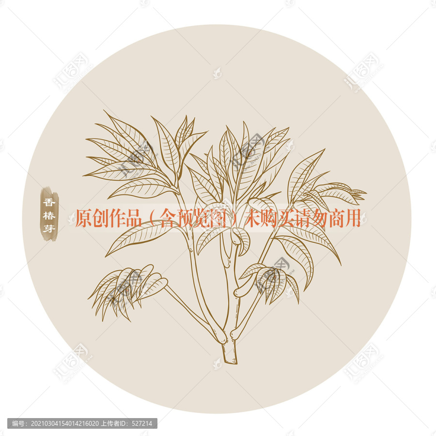 香椿芽線描
