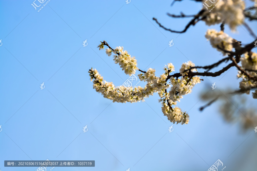 春暖花开