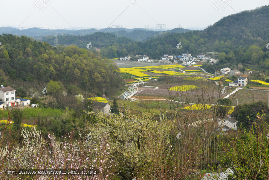 春天桃花园风光