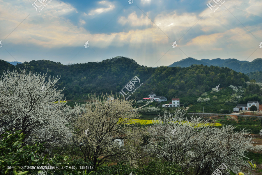 春天桃花园风光