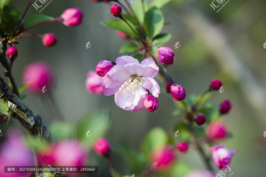 春天海棠花盛开