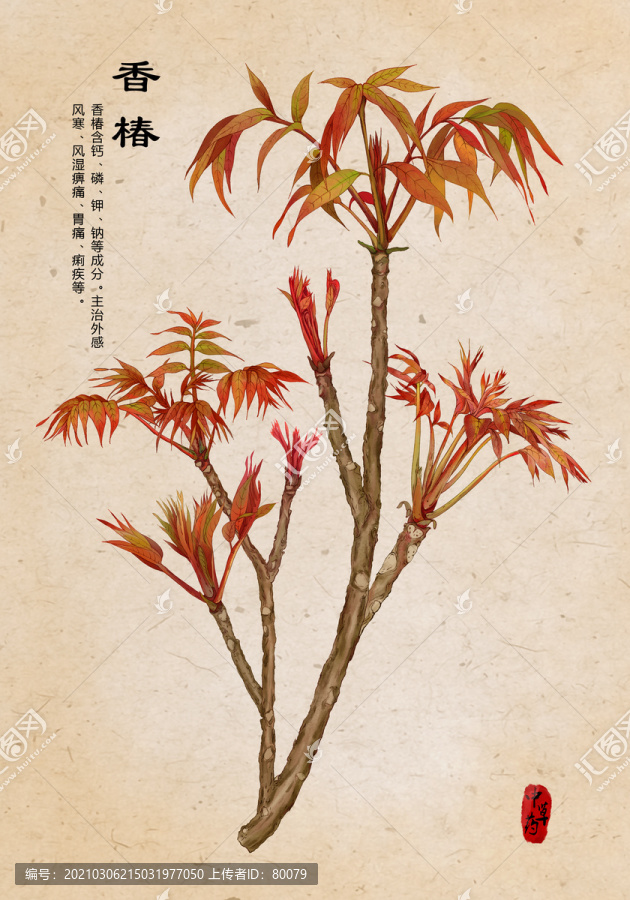 香椿