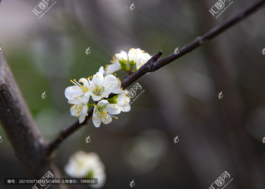 一枝梨花