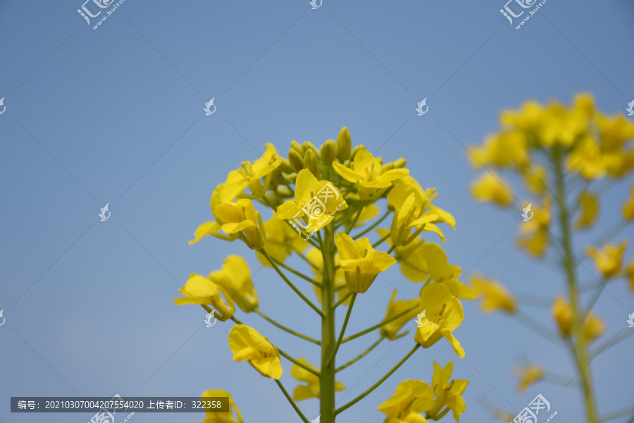 油菜花特写