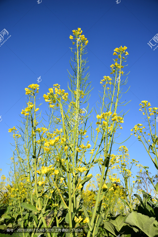 油菜花