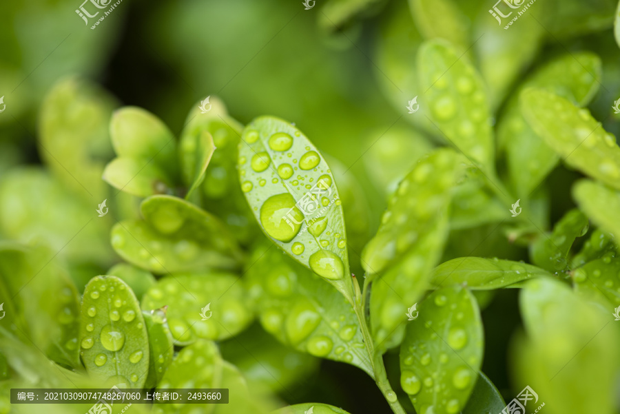 绿叶雨水水珠特写