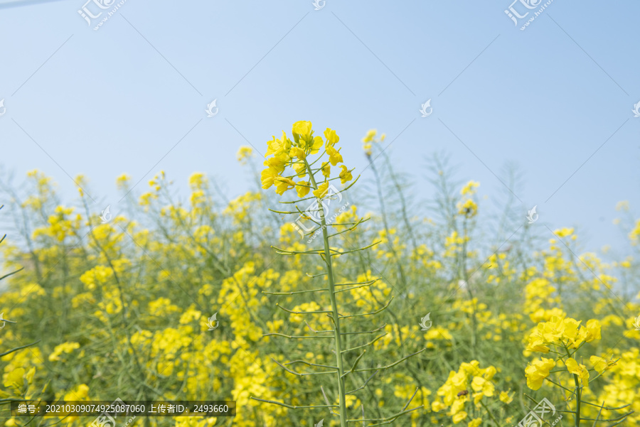 春天油菜花开