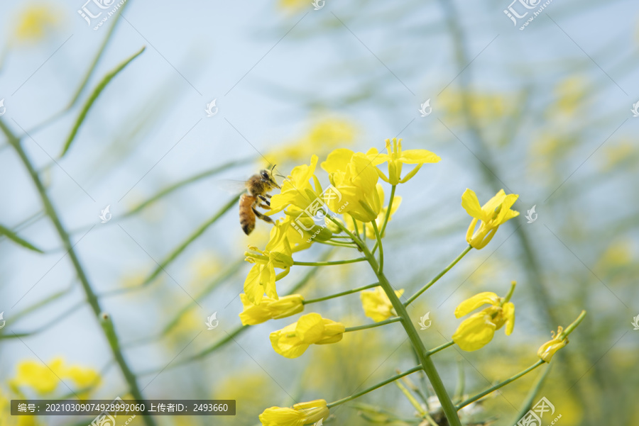 油菜花开蜜蜂采蜜