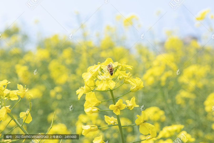 春天油菜花盛开