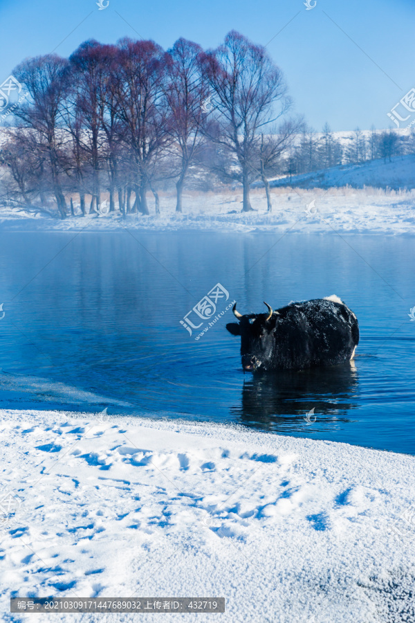 冬季河水中的牛