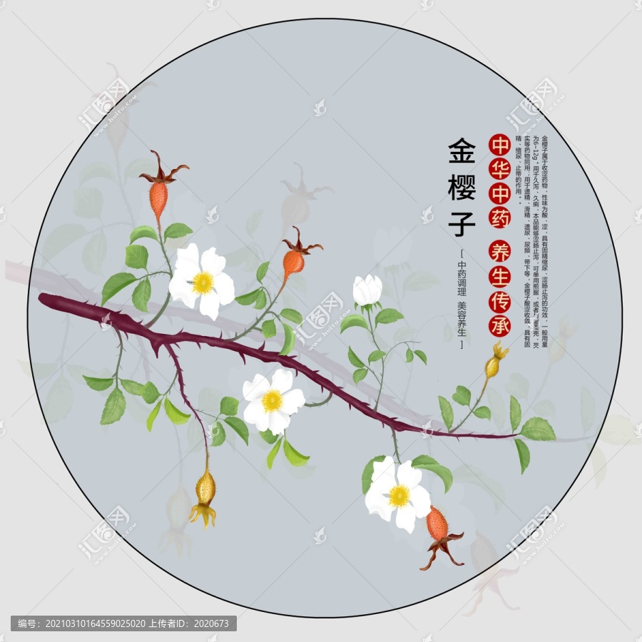 手繪金櫻子插畫