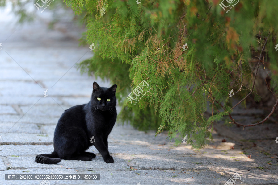 黑猫