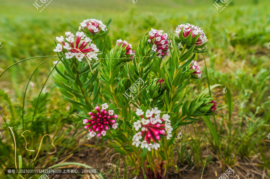 狼毒花