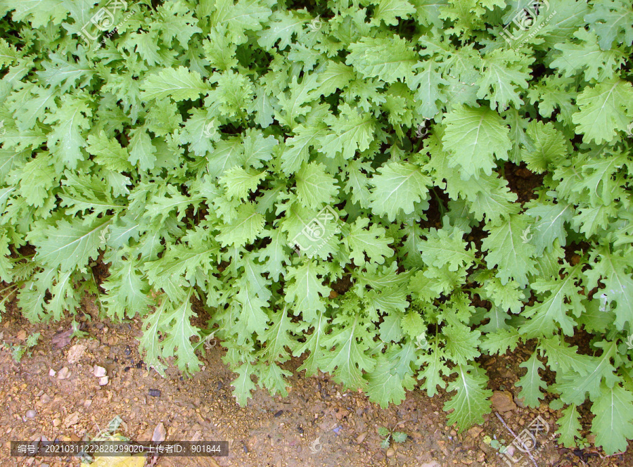 十字花科植物芥菜