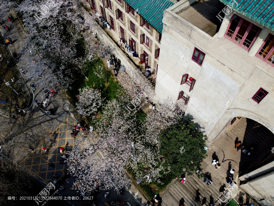 航拍武汉大学樱花盛开