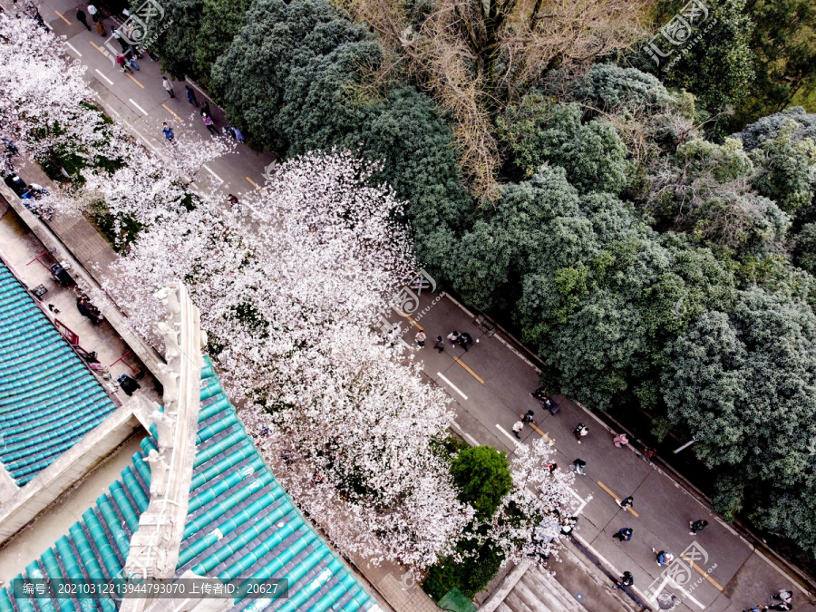 航拍武汉大学樱花盛开