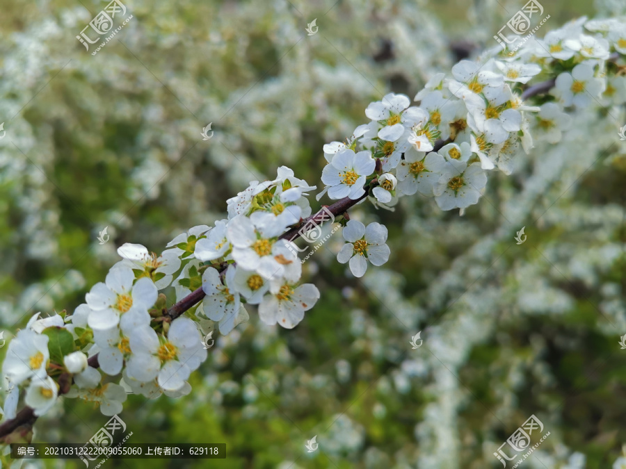 绣线菊