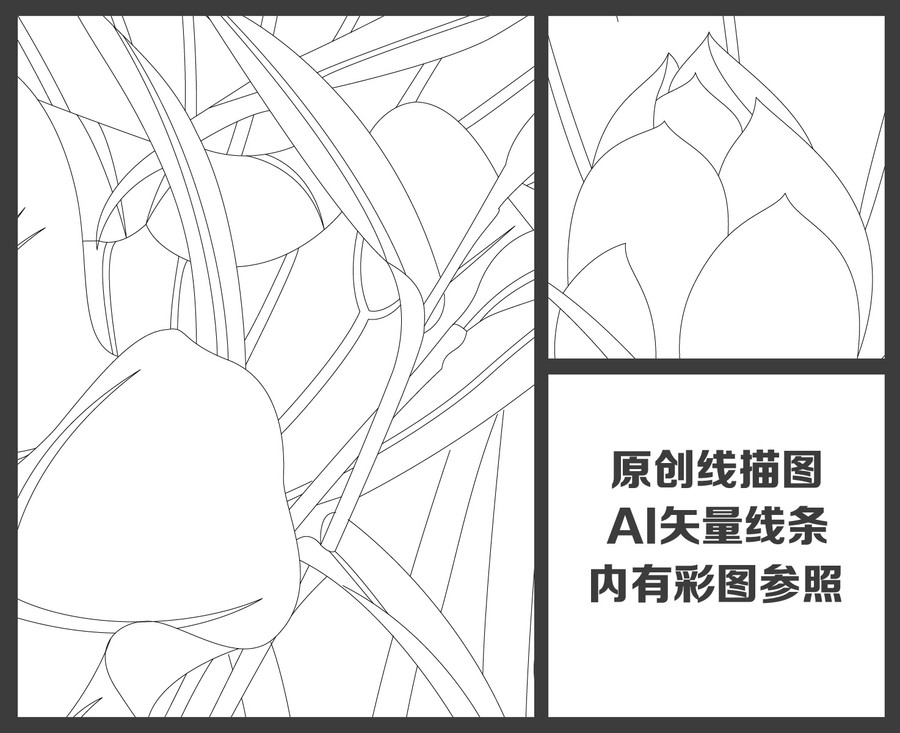 荷花線描圖