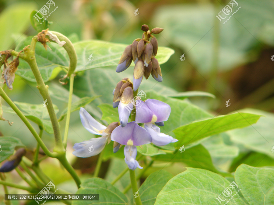 豆科植物豆薯花朵