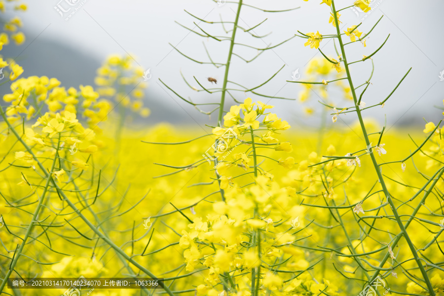 油菜花