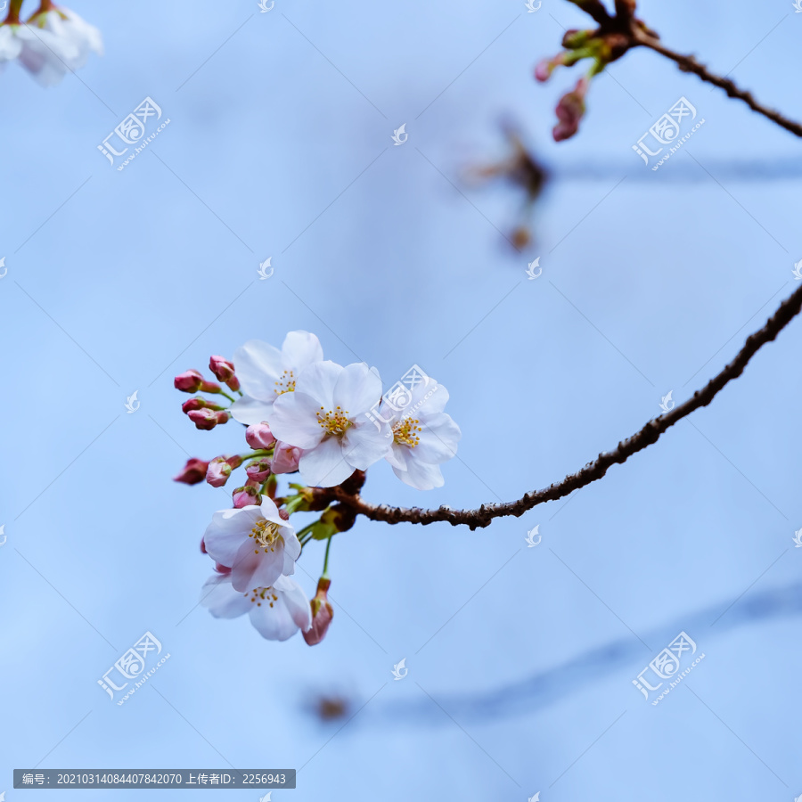 鸡鸣寺与玄武湖的樱花