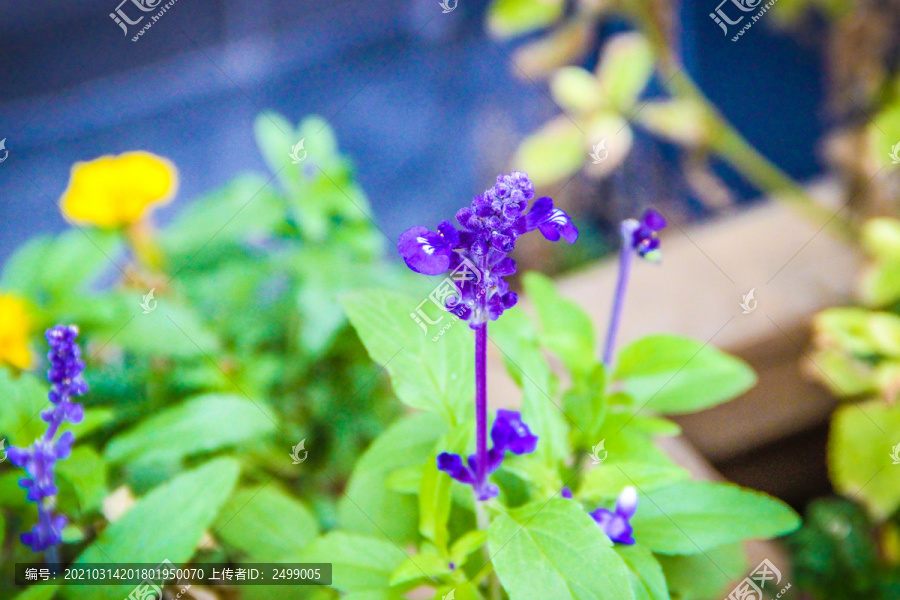 鼠尾草