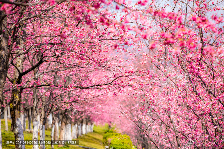 樱花