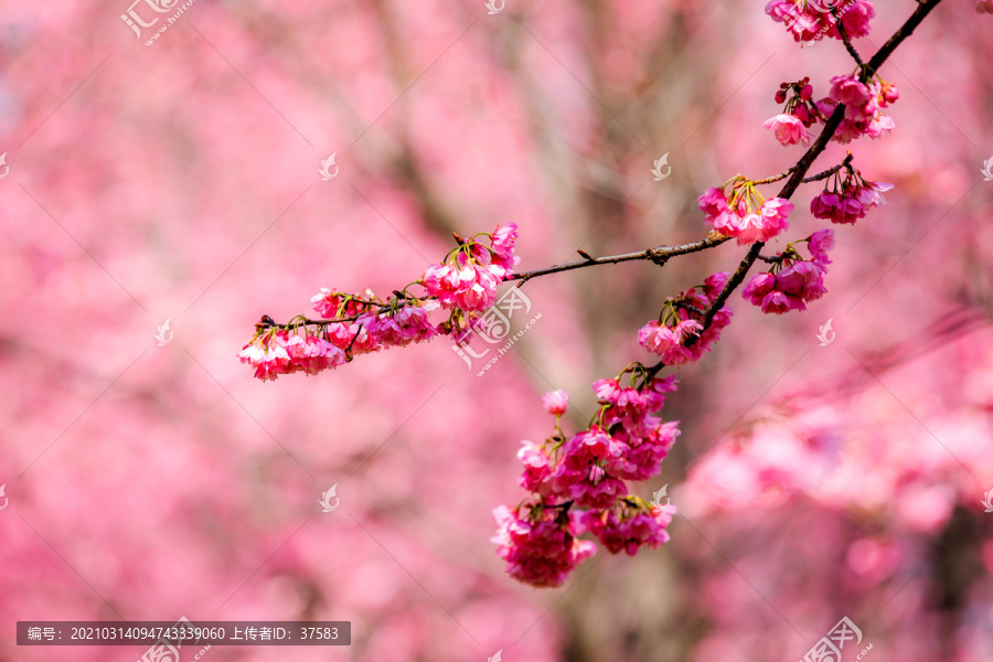 樱花