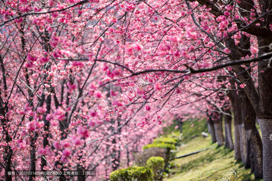 樱花