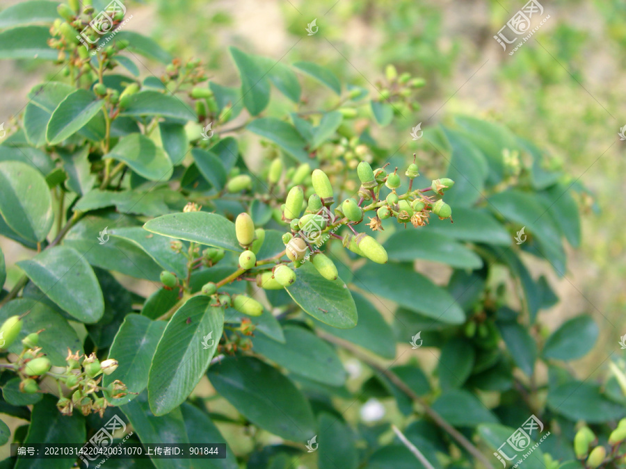 鼠李科植物勾儿茶