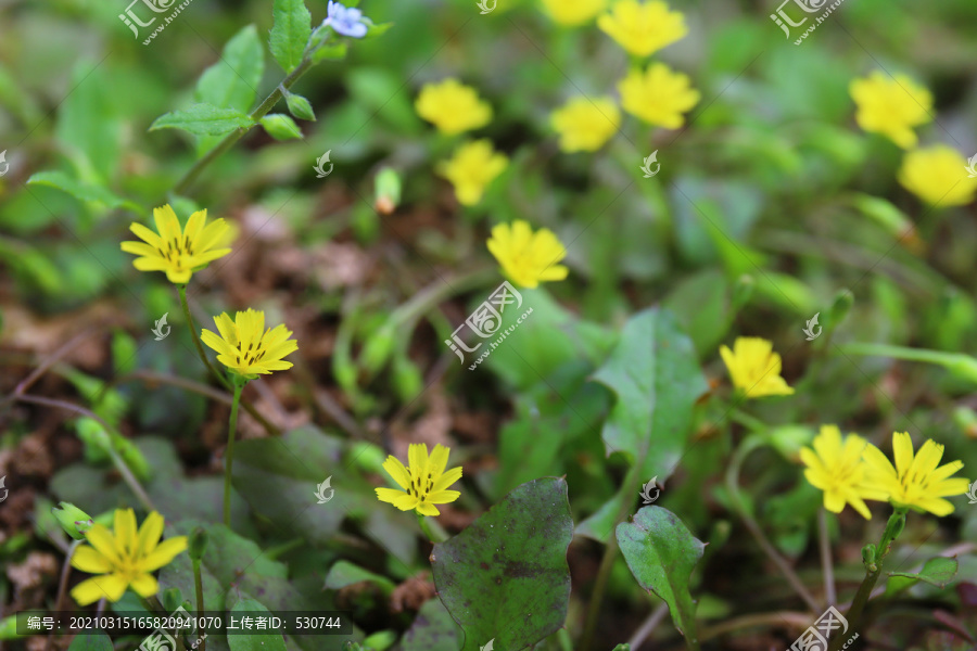 小黄花