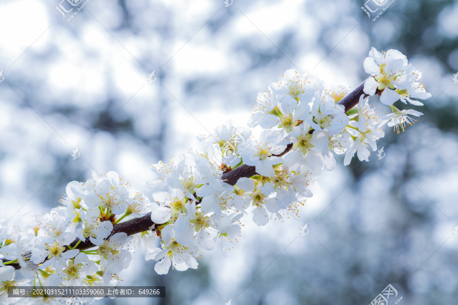 一枝李花开