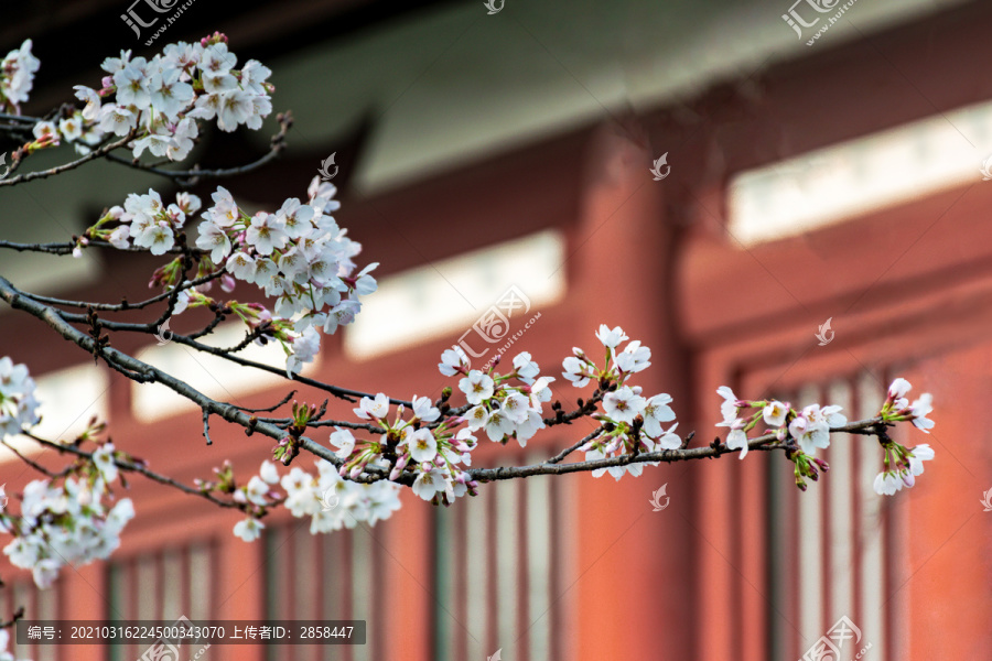 青龙寺初开的樱花