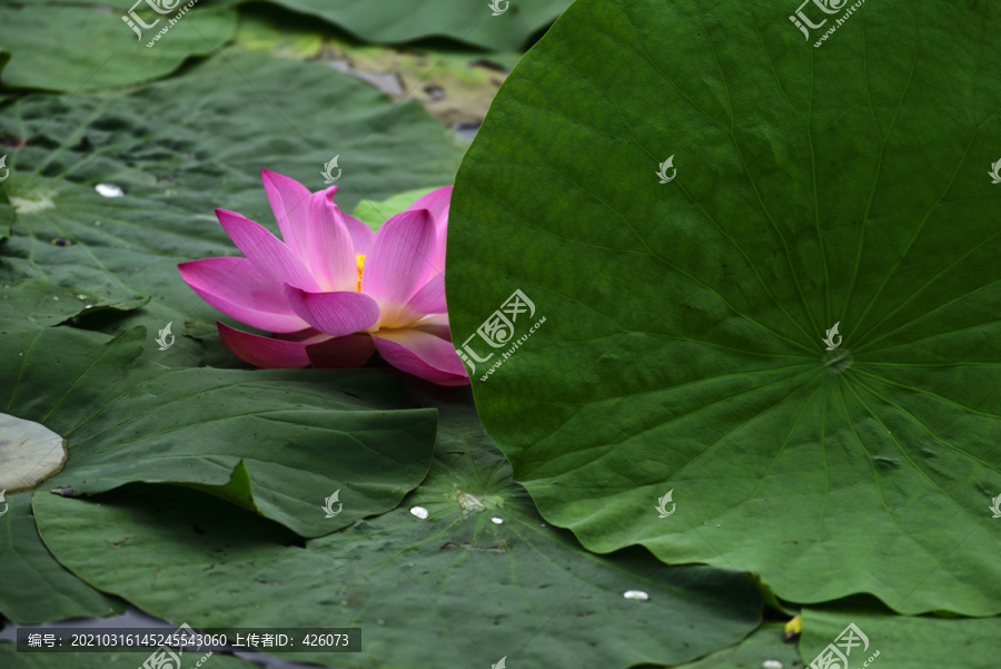 红莲花荷花花卉图案