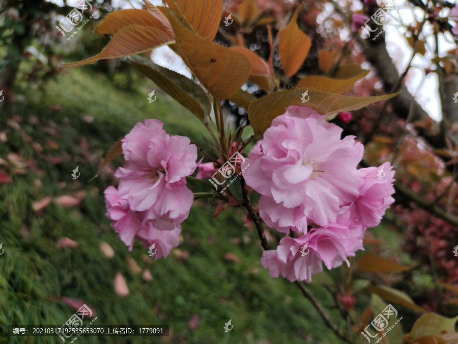 櫻花