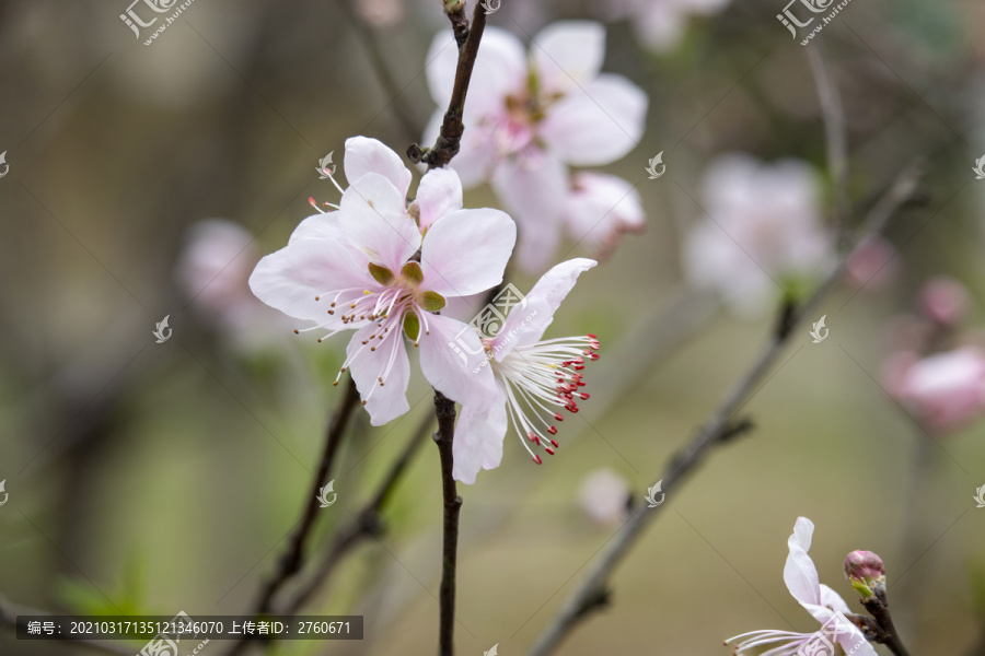 盛开的桃花