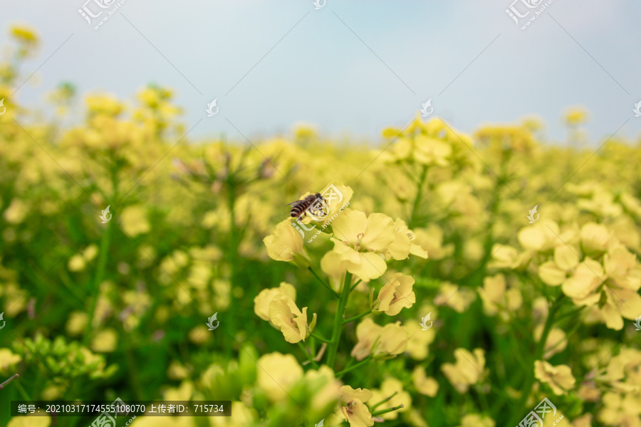 油菜花田里采蜜的蜜蜂