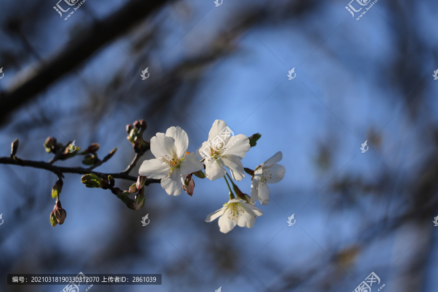 东京樱花